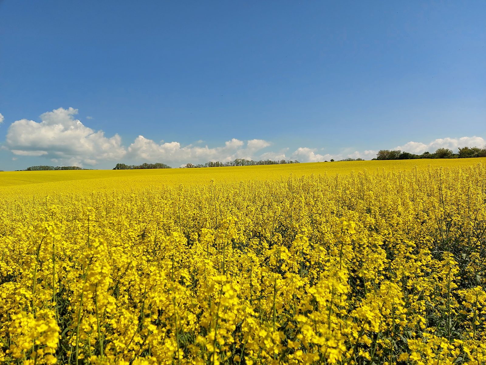 Poľnohospodárska výroba TRITICUM — záber 10