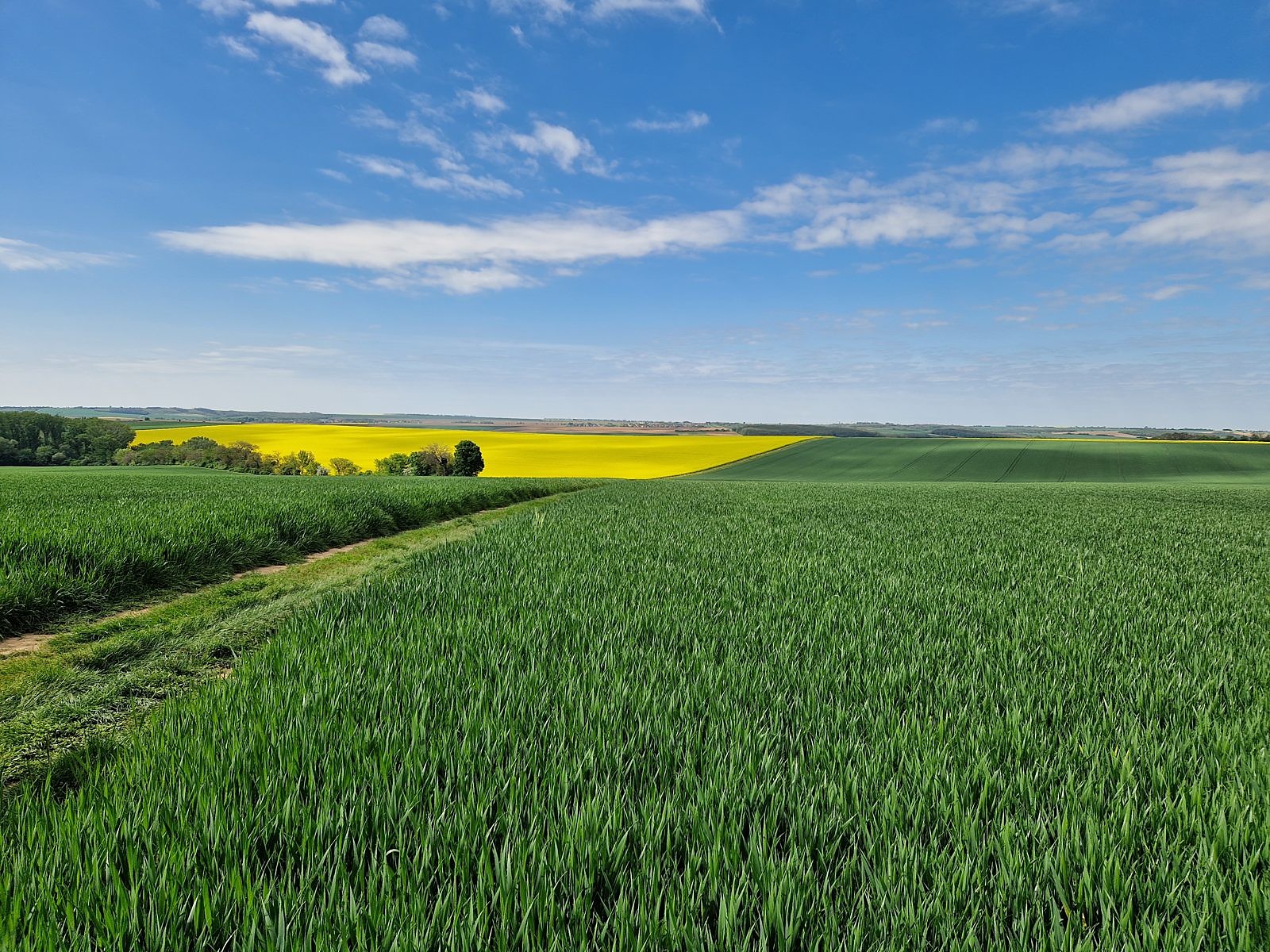 Poľnohospodárska výroba TRITICUM — záber 12